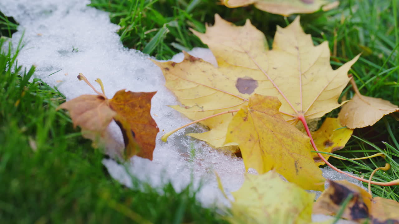 Colorful autumn leaves on grass with early snow hinting winter's arrival
