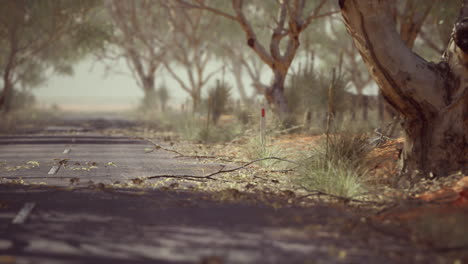 open road in australia with bush trees