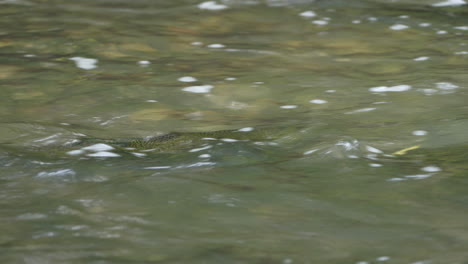 Salmón-Chinook-Nadando-En-El-Agua