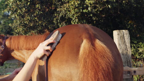 Girl-with-a-riding-helmet-grooming-horse,-brushing-his-coat,-handheld-shot