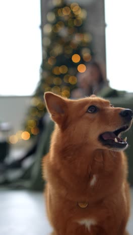 perro spitz finlandés cerca del árbol de navidad