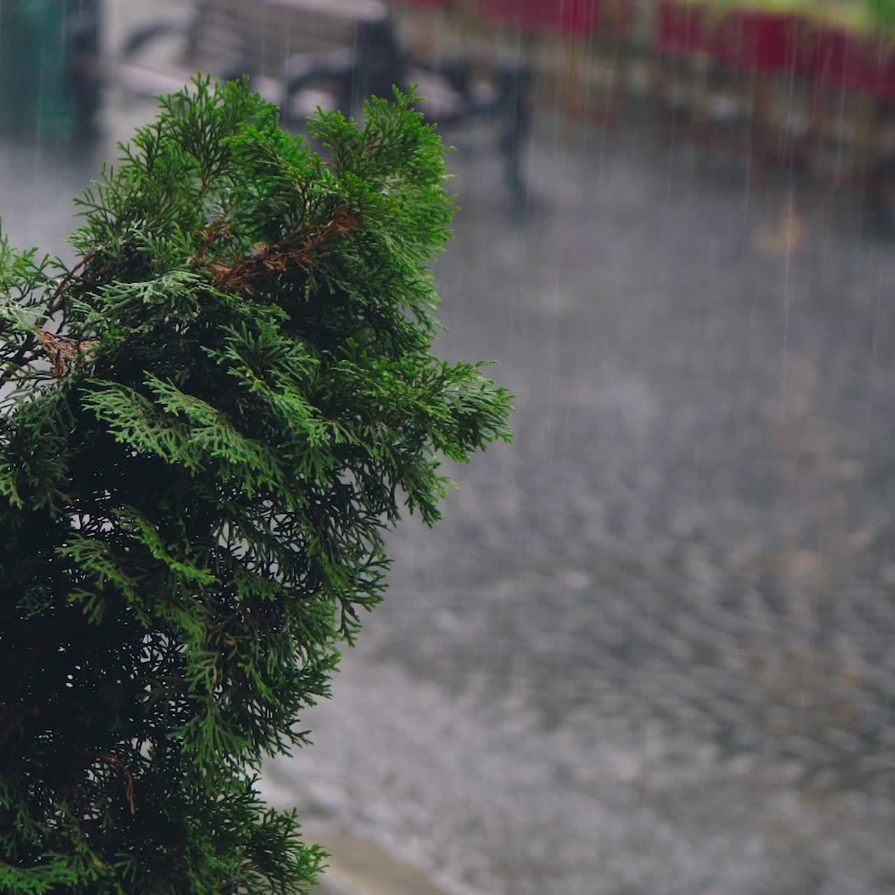 raindrops are falling on thuja in the city. People are running with umbrellas in rainy weather. It's raining cats and dogs