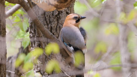 eurasian jay preening perched on tree in spring norway