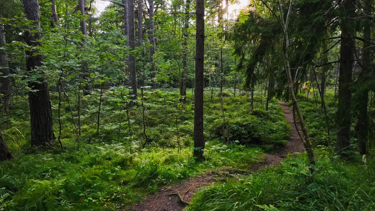 Forward drone movement reveals tranquil woodland path bathed in sunset glow
