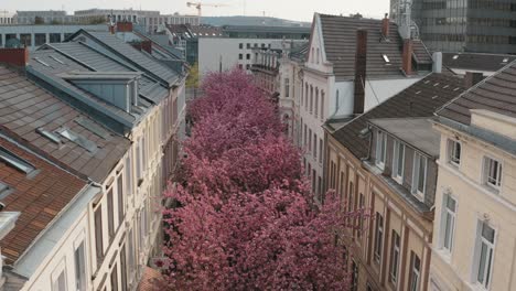 Drone---Aerial-shot-of-the-Kirschbluete-Cherry-Blossom-in-the-city-in-the-Heerstraße-Heerstreet-Breitestraße-Bonn-Tourism-30p