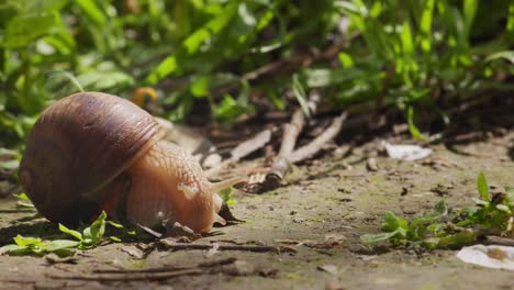 Vista-Cercana-De-Un-Caracol-Terrestre-Arrastrándose-Por-El-Suelo