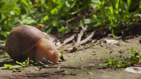 Close-Up View Of A Land Snail Crawling On The Ground