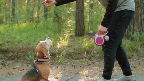 man training his beagle dog in a forest