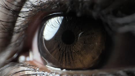 human open the eye extreme close up view