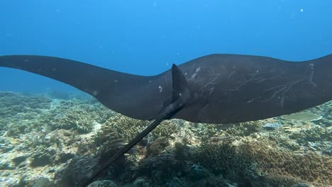 scuba diving with large black manta ray with scars and scratches on body and wings visiting a cleaning station in raja ampat, west papua, indonesia