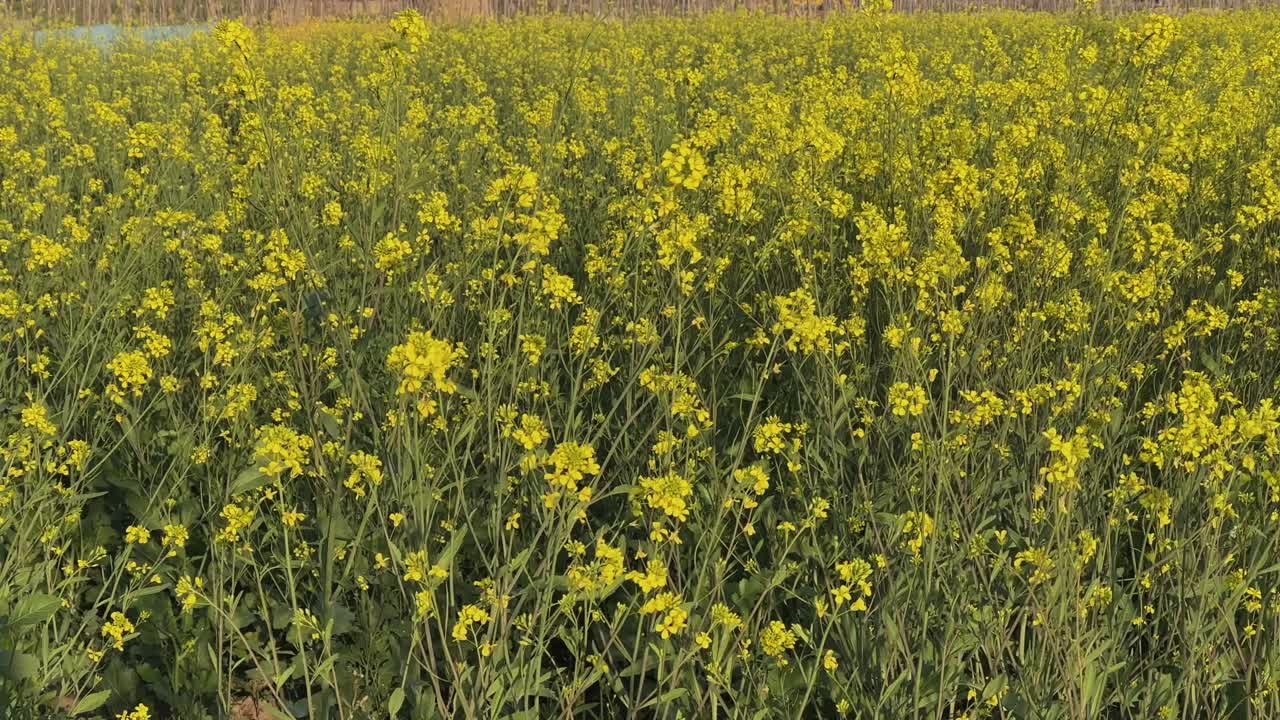 Campo statico e ampio di fiori di senape in piena fioritura, alti steli verdi sormontati da fiori gialli che si estendono attraverso i terreni agricoli sotto una luce diurna soffusa