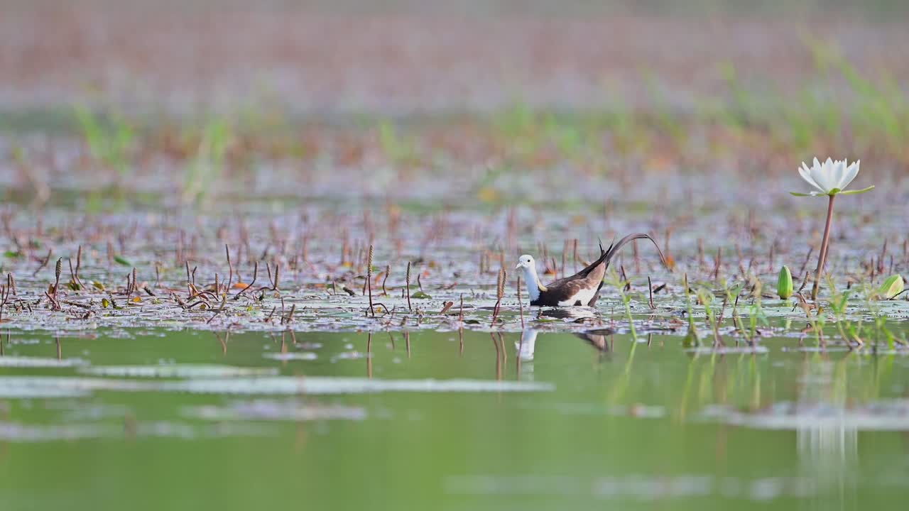 jacana de cola de faisán alimentándose en el humedal