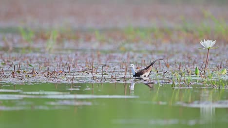 Jacana-De-Cola-De-Faisán-Alimentándose-En-Humedales