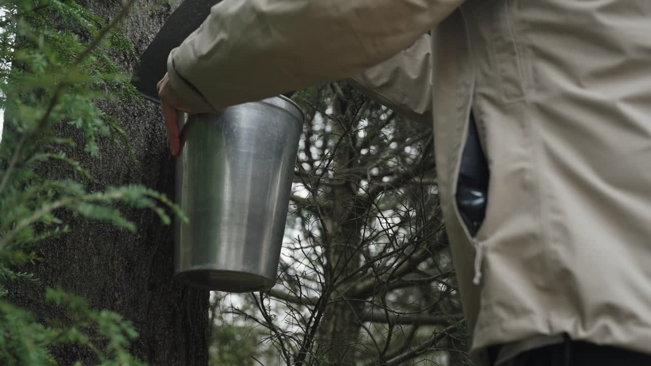 Male farmer checks the Maple Syrup aluminium tap bucket in the cold woods