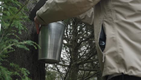 male farmer checks the maple syrup aluminium tap bucket in the cold woods