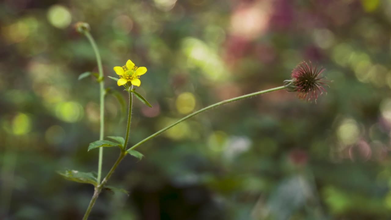 Wood avens, herb Bennet, colewort, St Benedict's herb, Geum urbanum, Nelkenwurz, Bennet's herb, yellow flower, wild herb