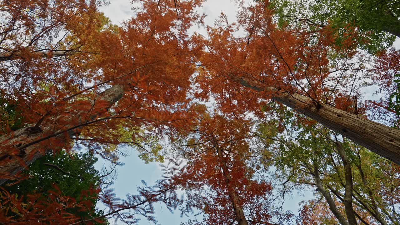 Low angle view of tall orange and green trees reaching toward a bright sky in late autumn