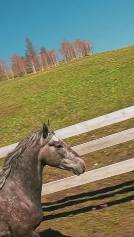 fast dapple grey horse with waving streamy mane runs along ground with grass at paddock on sunny day first point view. equine animals gallop slow motion