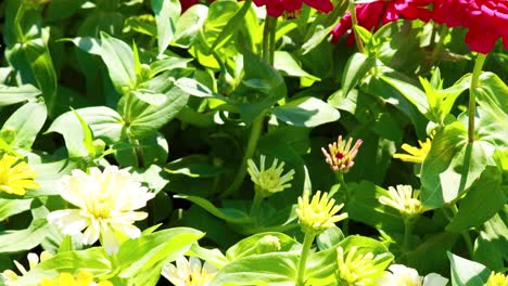 colorful zinnias bloom in a lush garden