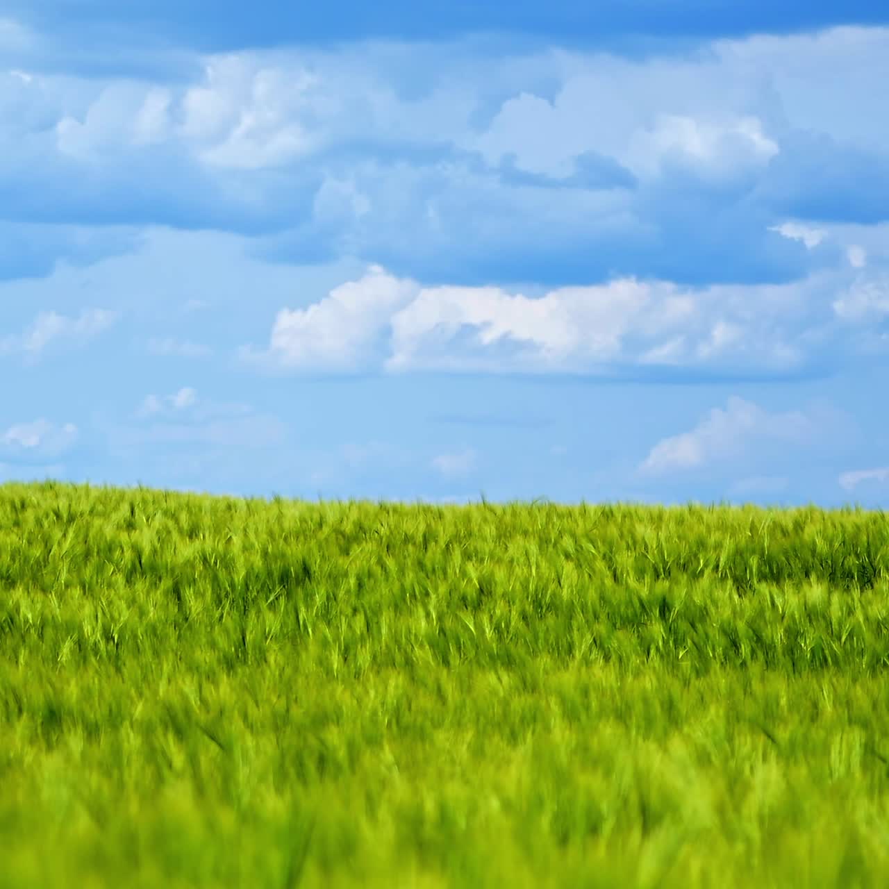 Field in summer. Panoramic view of green nature under blue sky. Agricultural land with growing plants in sunny daytime.