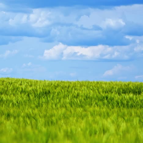 field in summer. panoramic view of green nature under blue sky. agricultural land with growing plants in sunny daytime.