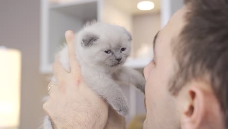 cute kitten meows. kitten scottish fold cat.