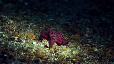 flamboyant cuttlefish lembeh indonesia 4k 25fps