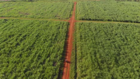 Toma-Aérea-De-Una-Moto-Que-Viaja-A-Lo-Largo-De-Un-Camino-Sucio-Y-Polvoriento-En-África-Entre-Cañas-De-Azúcar-Hacia-Una-Carretera