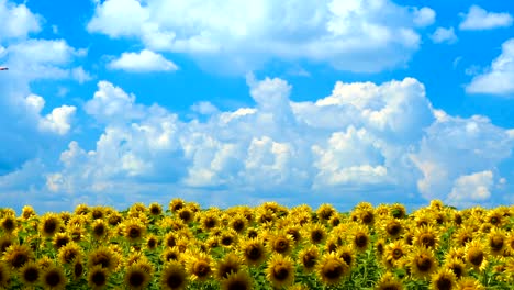 field of sunflowers against the sky. cultivation of sunflowers. summer