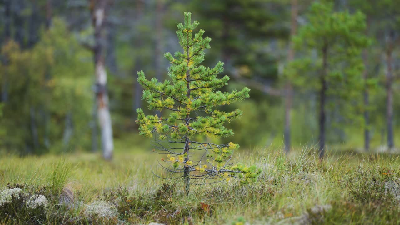 Young Pine Tree in a Forest