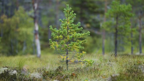 young pine tree in a forest