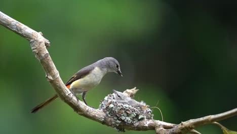 the moment when a mother of a small minivet comes to the nest bringing grasshoppers to eat her young, then takes the feces from her anus and throws it away