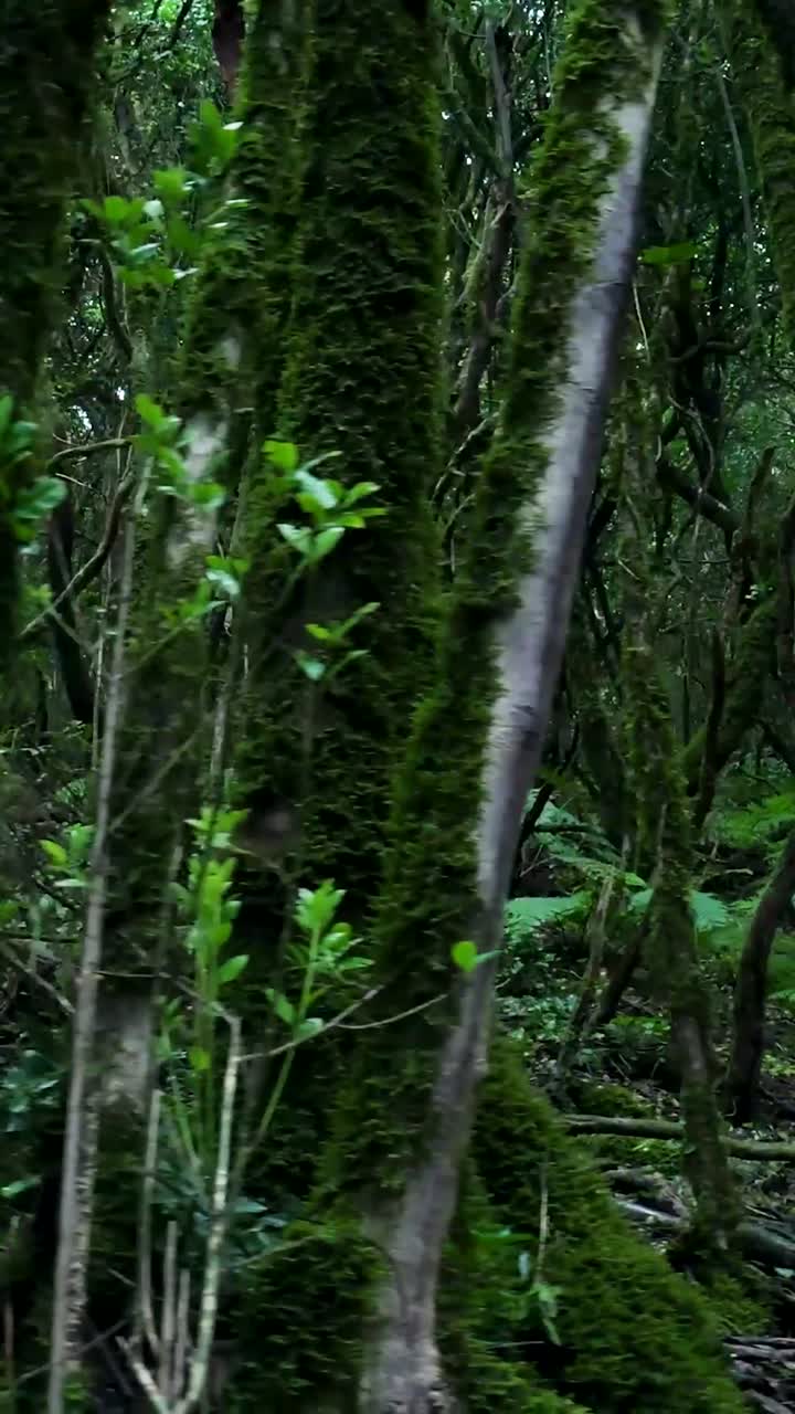 Passeggiando attraverso una misteriosa foresta antica con alberi coperti di muschio