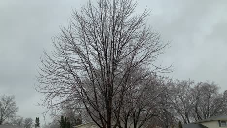 Baum-Mit-Eisigen-Ästen-Während-Eines-Sturms