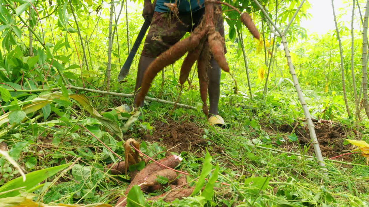 black african male harvesting cassava roots in the green deep jungle in ghana