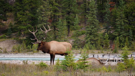 alce toro macho esperando para impresionar a la hembra acostada en el borde del arroyo en el pintoresco jasper, alberta