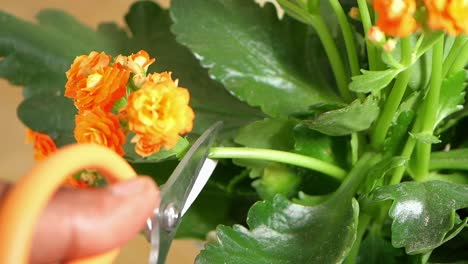 cutting flowers
