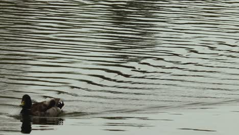 Primer-Plano-De-Un-Pato-Macho-Nadando-En-El-Río-Avon-En-Stratford,-Ontario