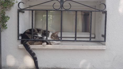 a tabby cat sleeping peacefully on a windowsill behind a security grate