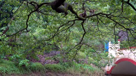 3-Affen-Spielen-Auf-Einem-Baum-Und-Springen-Ins-Flusswasser