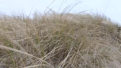 Vista-De-Marram-Beachgrass-Moviéndose-Y-Bailando-Sobre-Dunas-De-Arena-En-Un-Clima-Ventoso-Y-Salvaje-En-Berneray,-Hébridas-Exteriores-Del-Oeste-De-Escocia,-Reino-Unido