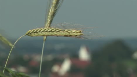 Schöner-Regalfokus-Von-Getreide-Bis-Adelshausener-Kirche,-Bayern,-Deutschland