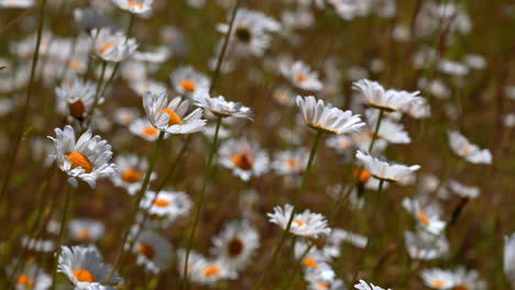 Schöne-Gänseblümchen,-Die-Im-Sommer-Vom-Wind-Wehen---Feld-Der-Gemeinen-Gänseblümchenblumen