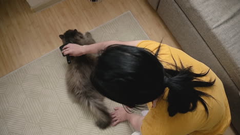 top view of woman brushing her cat lying on floor