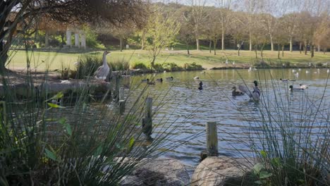 wildlife scene in public park lake with egyptian goose at the shore among other water birds in parque da paz, almada, portugal