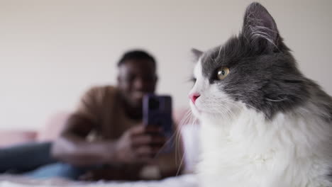 gray cat laying on bed