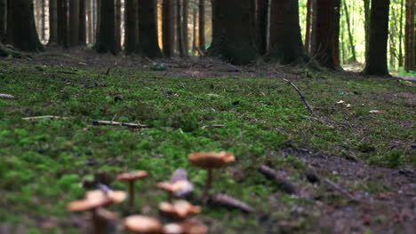 Transición-De-Coníferas-En-Un-Bosque-Austriaco-A-Pequeños-Hongos-En-El-Suelo