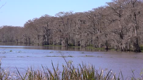 Plano-De-Establecimiento-De-Un-Espeso-Manglar-En-Luisiana-2