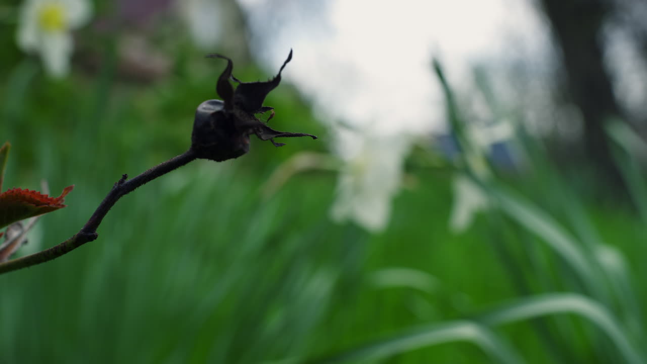 봄 꽃은 아름다운 자연에서 녹색으로 자란다. 공중 전망 스노우드롭 꽃.