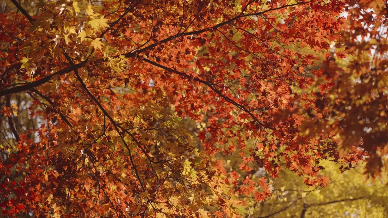 Vaahteran oksat oranssinpunaisine lehtineen huojuen lempeässä tuulessa aurinkoisena syyspäivänä Yangjaen kansalaispuistossa, Seocho-gussa, Soulissa, Etelä-Koreassa.